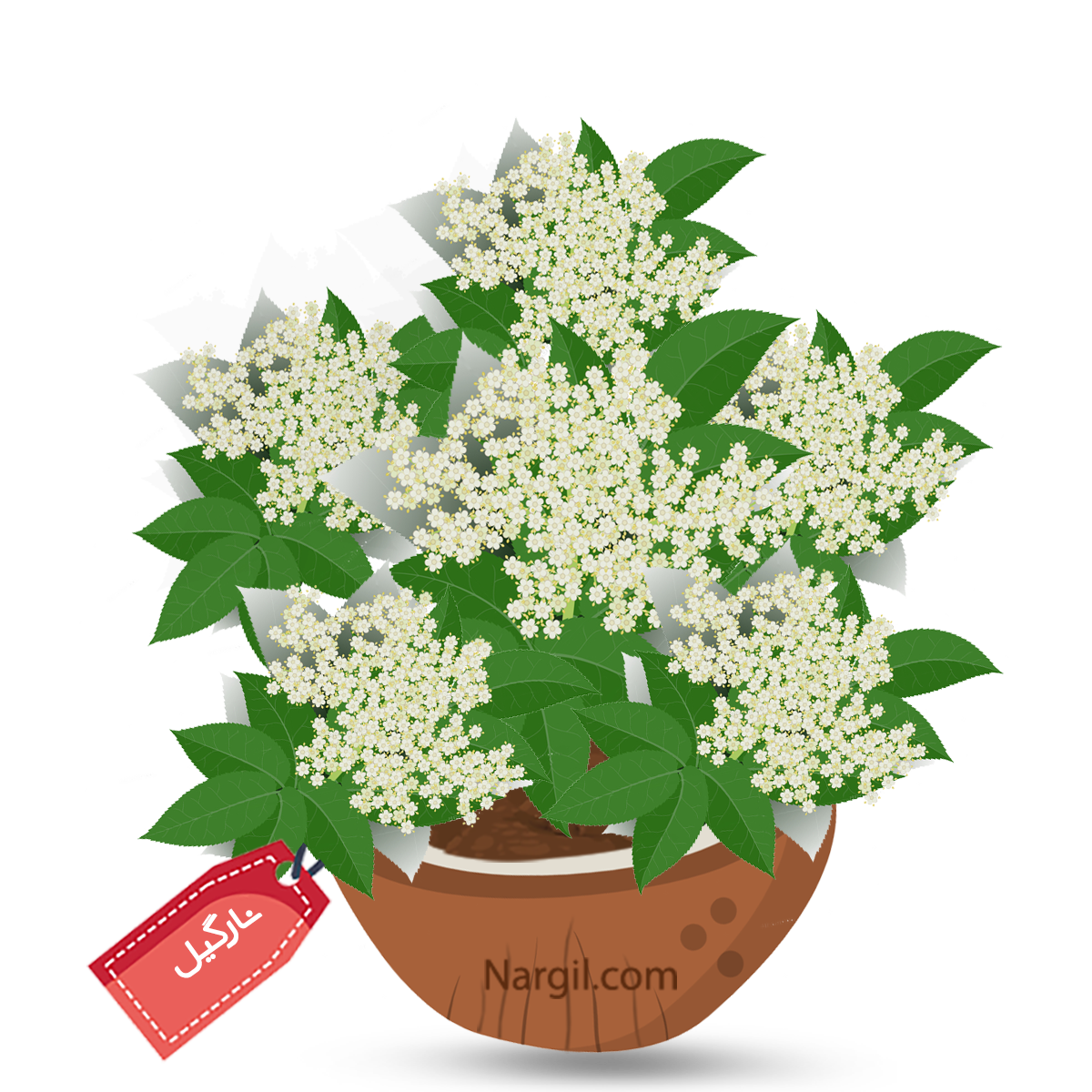  Nargil - Nanny berry viburnum
